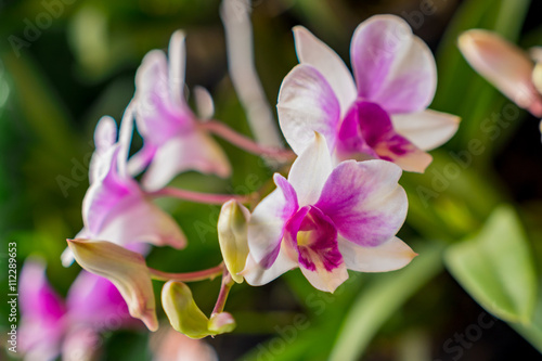 orchid flower