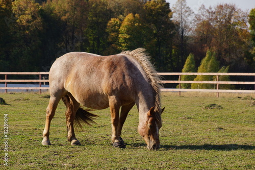 Fototapeta Naklejka Na Ścianę i Meble -  Horse in the paddock