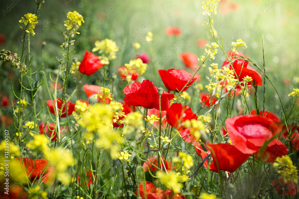 Naklejka premium Meadow flowers - red poppy flower and yellow flowers