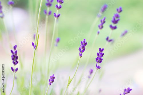 Fototapeta Naklejka Na Ścianę i Meble -  Lavender flowers on the background of herbs