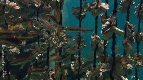 日本三陸沖の牡蠣の養殖