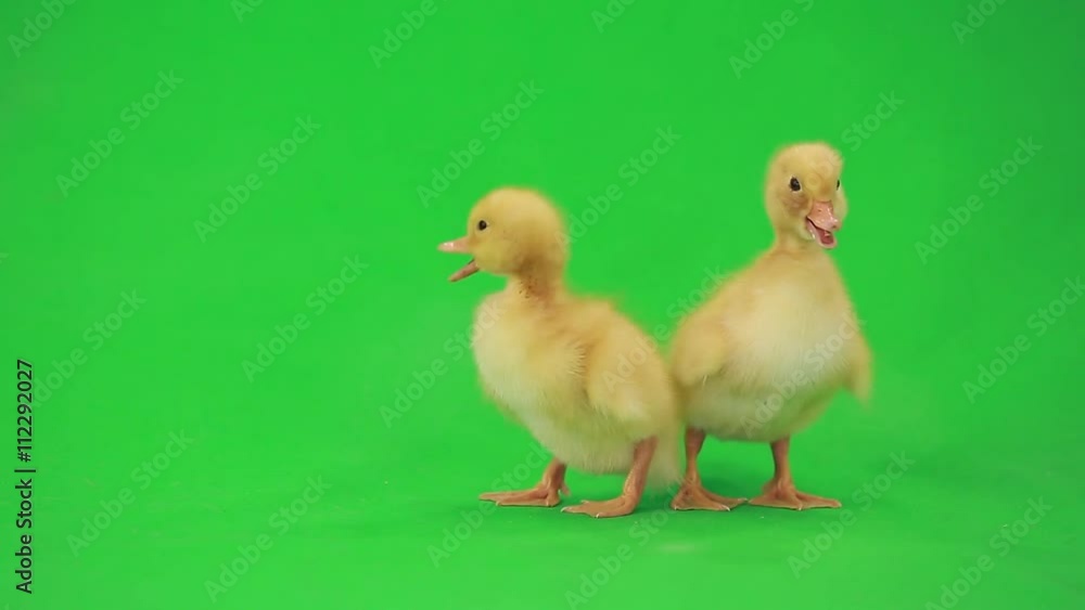 little duck on the green screen
little duck on the green screen