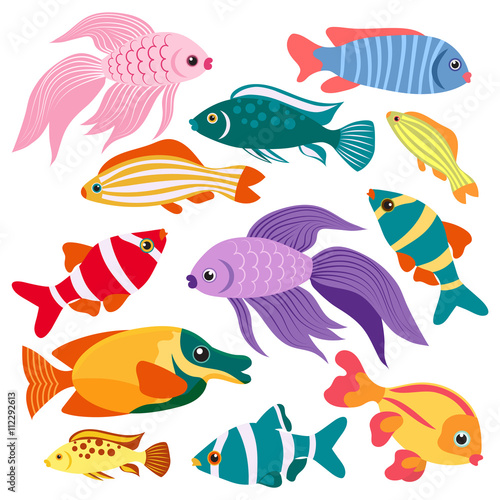 colorful fish