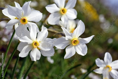 Weiße Narzisse (Narcissus poeticus)
