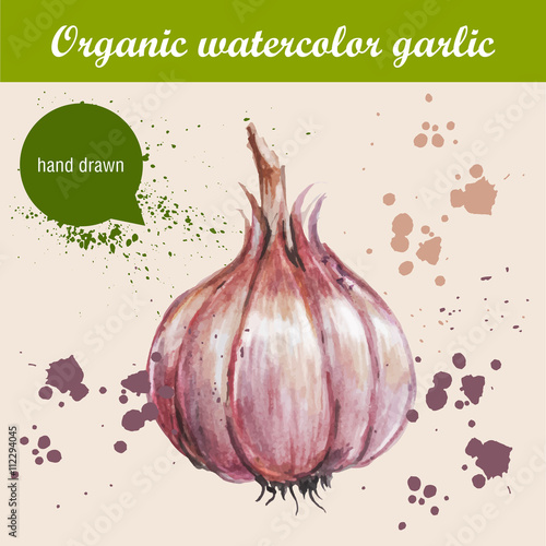 Vector watercolor hand drawn garlic with watercolor drops. Organic food illustration.