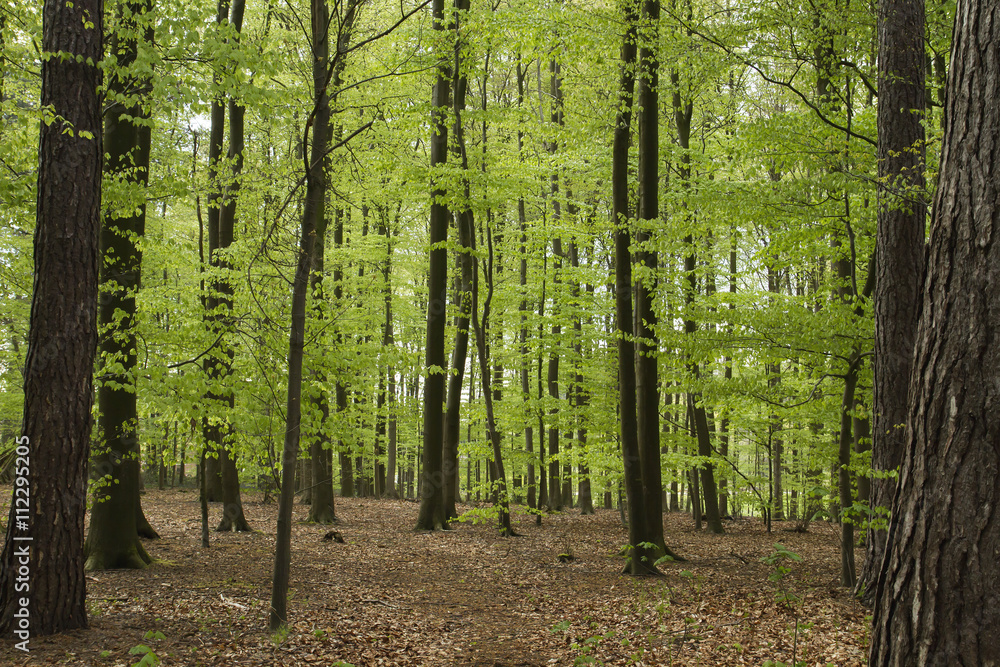 Obraz premium a glade in the forest