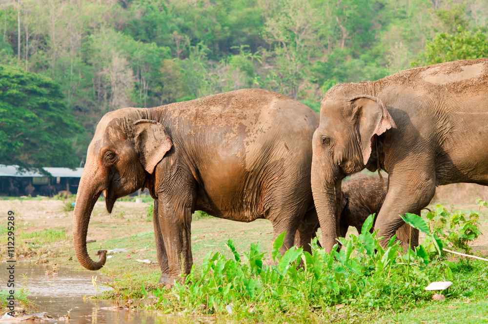 Elephants in Thailand.