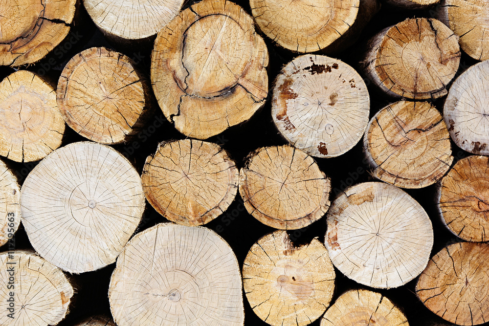 Tree stumps background. Wood background. Wooden texture. Tree stumps background. Wood background. Wooden texture.