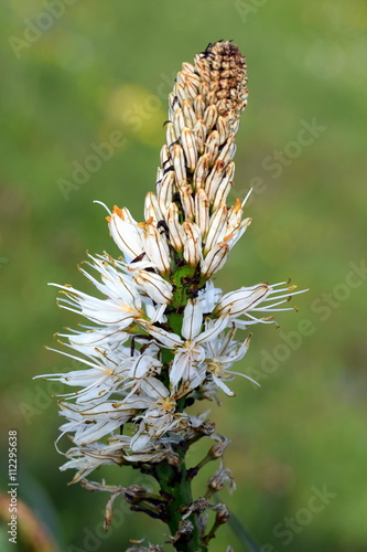 Weißer Affodill (Blüte) photo