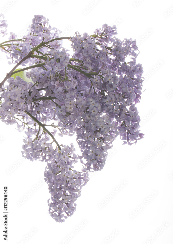 Fototapeta premium lilac isolated
