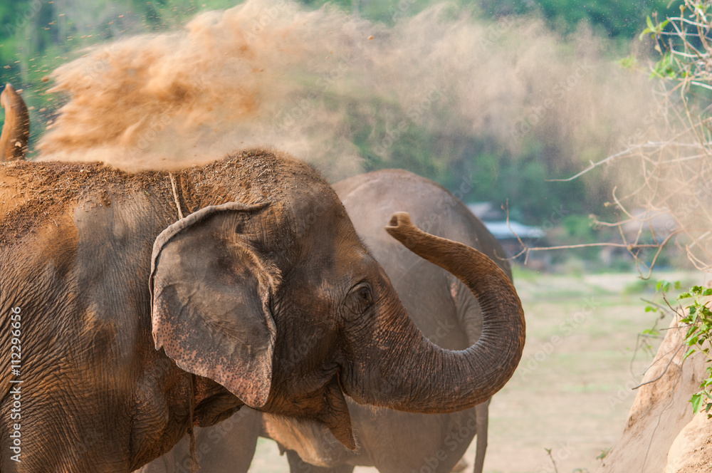 Obraz premium Elephants playing ground after bathing.