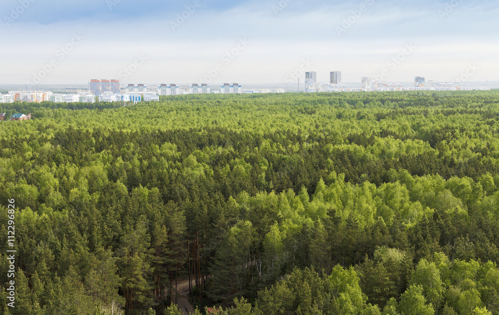 Forest plantation on the outskirts of the big city.Russia.
