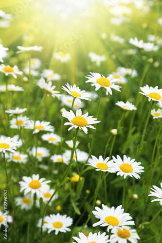 Beautiful wild daisies