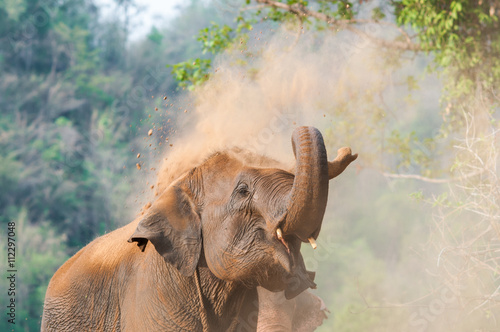 Elephants playing ground after bathing.