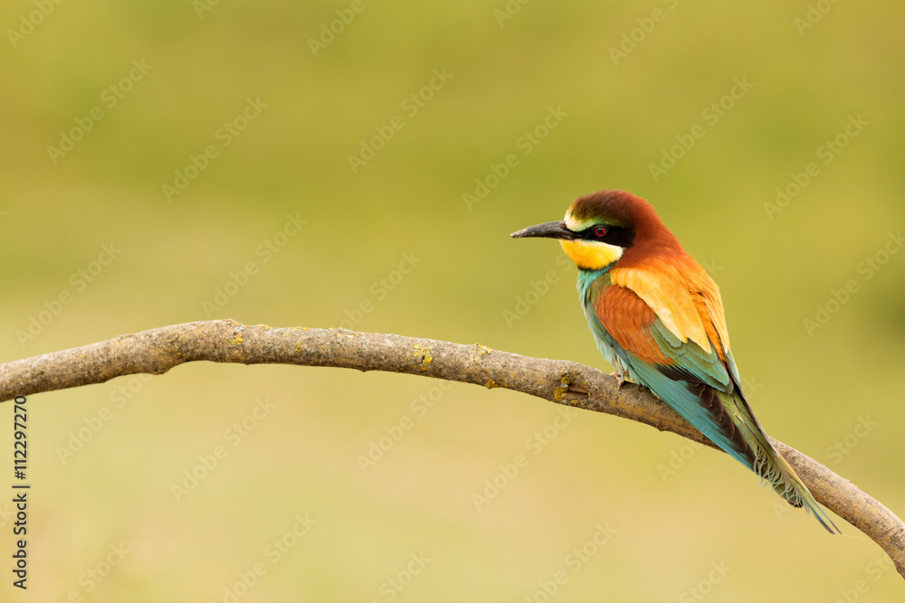 Small bird with a nice plumage Small bird with a nice plumage