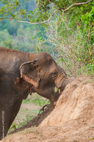 Elephants playing ground after bathing.