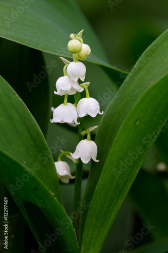 Lily of the valley (Convallaria majalis)