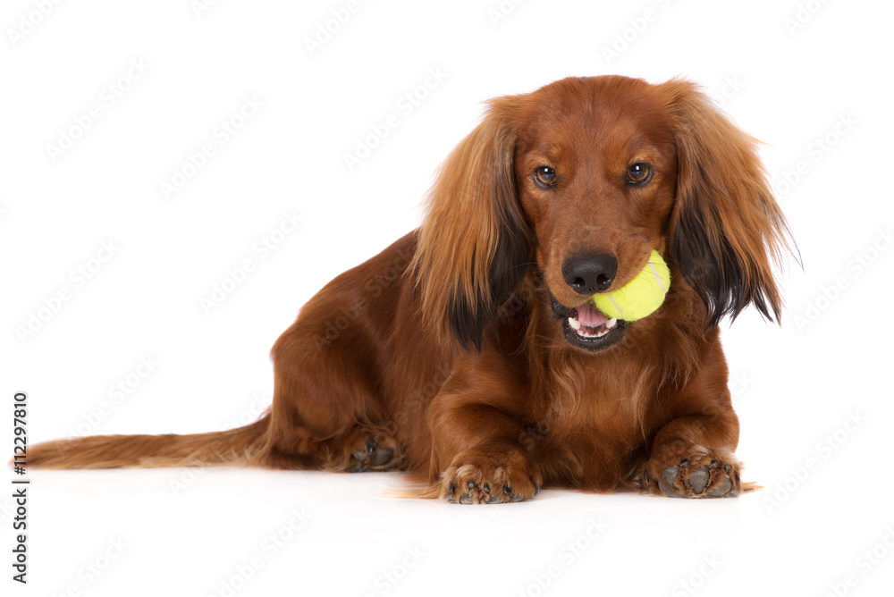 dachshund dog with a tennis ball