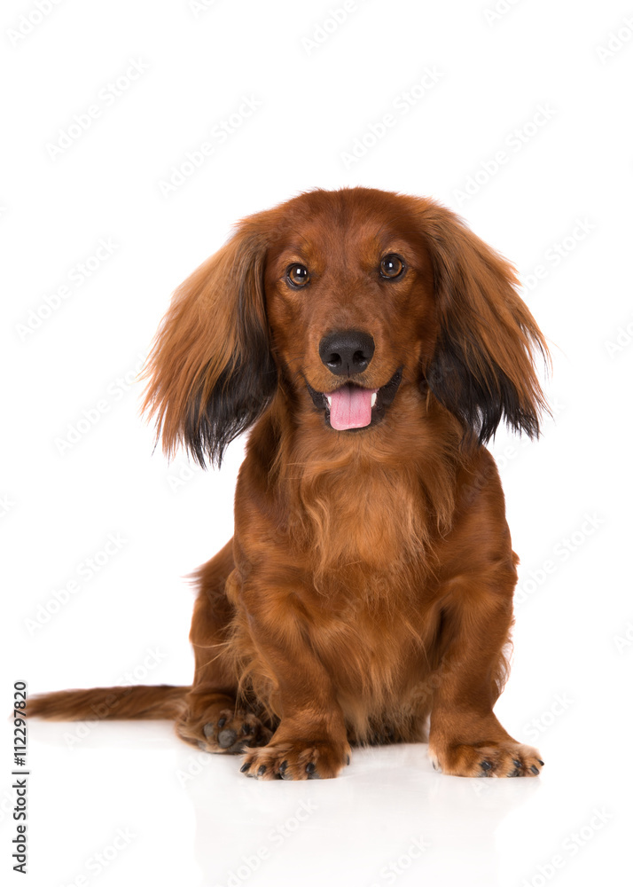 happy dachshund dog portrait on white