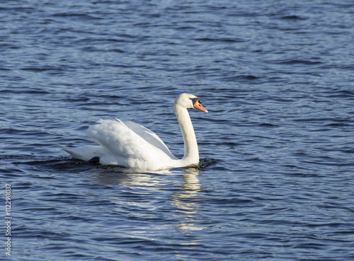 Swan on Blue Lake