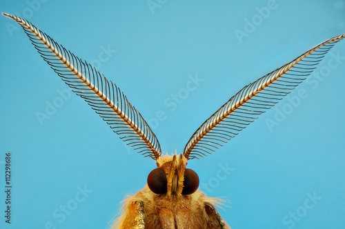 Microfotografía de la cabeza de una polilla realizada con la técnica del apilado de imagenes. © gnmira