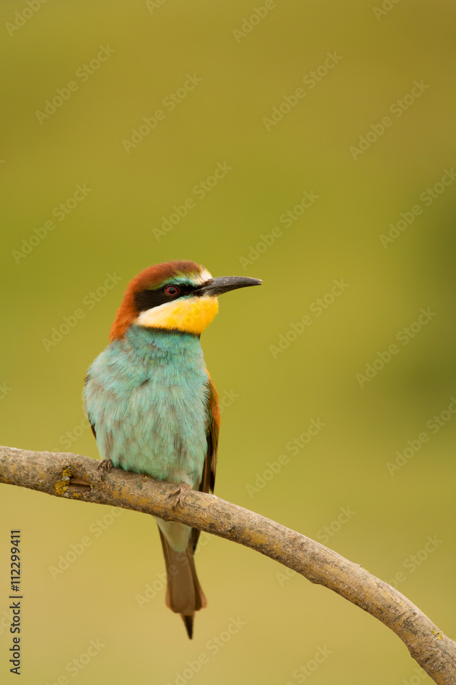 Small bird with a nice plumage Small bird with a nice plumage