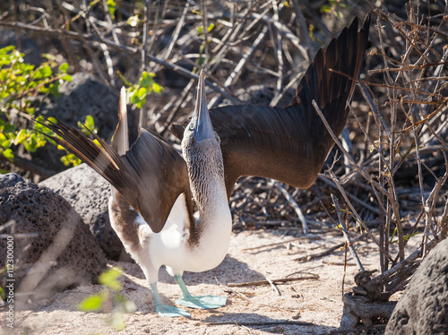 Obraz na płótnie blue-footed booby