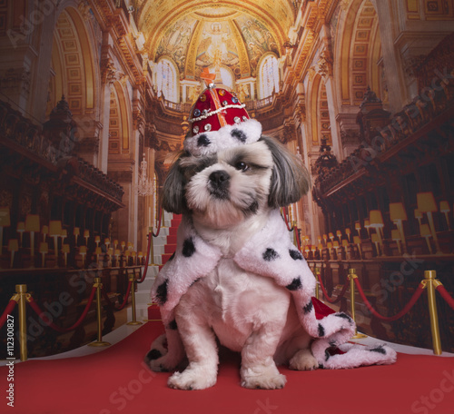 Quadro su tela puppy shih tzu in a king costume