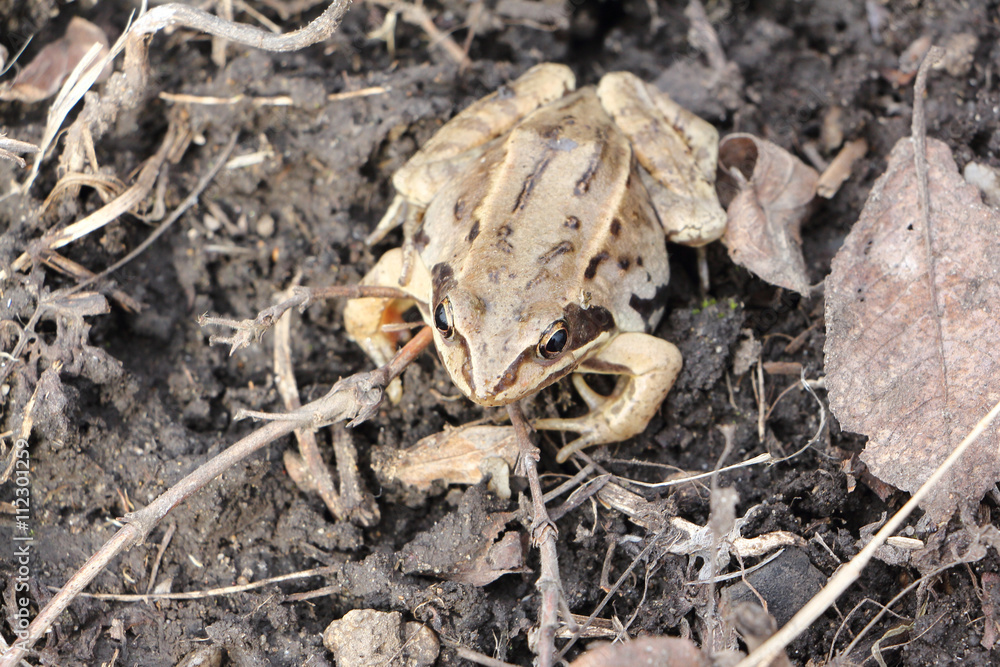 The frog sitting on the earth among a dry grass The frog sitting on the earth among a dry grass