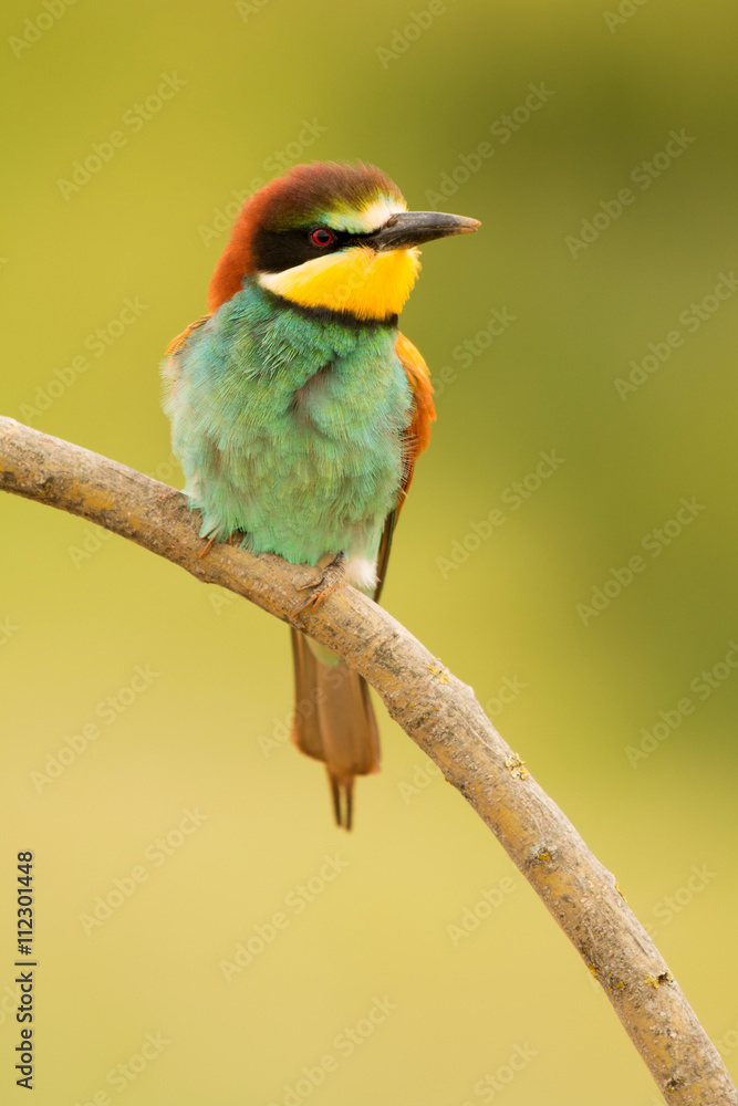 Obraz premium Small bird with a nice plumage