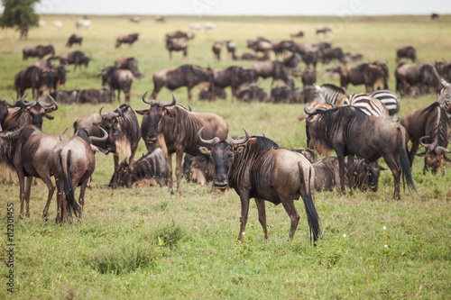 wildebeest © ksumano
