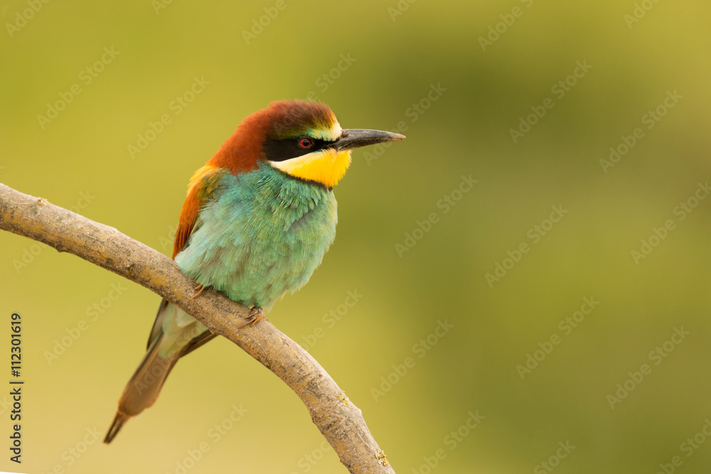 Small bird with a nice plumage Small bird with a nice plumage