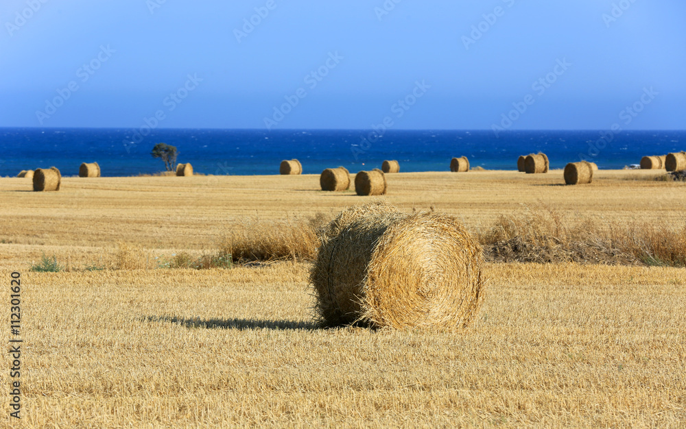 Fototapeta premium meadow with hay rolls and sea