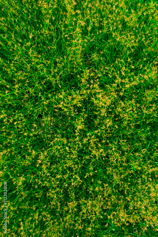 Green grass with flower field background