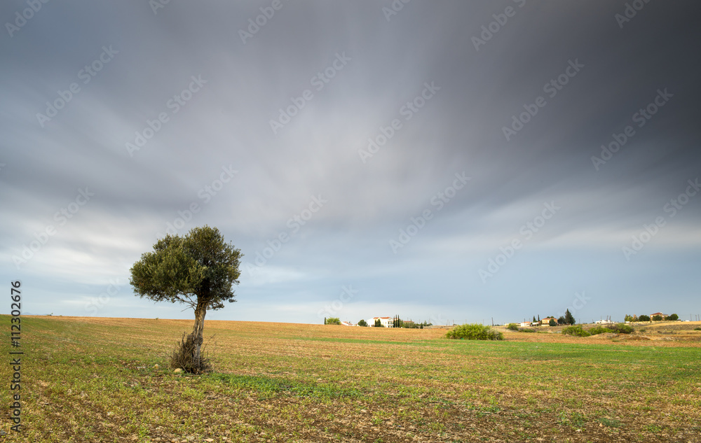 Fototapeta premium Lonely Olive tree with moving clouds