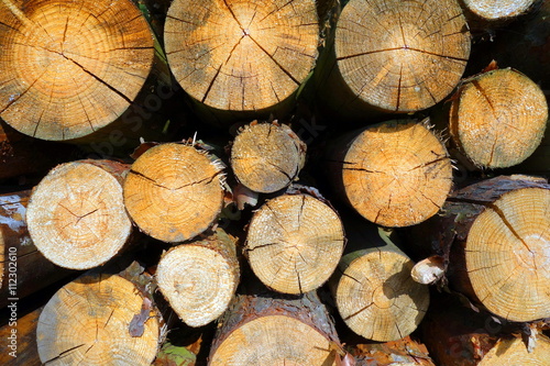 pine tree log texture