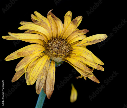 Fototapeta Naklejka Na Ścianę i Meble -  Life melancholy with a wilted flower
