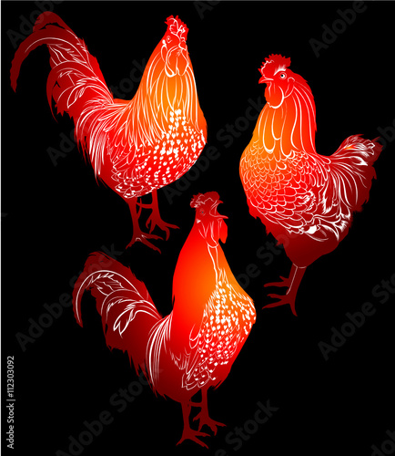 cock. cock bird. cock bird farm. red cock. red cock on a black background. 