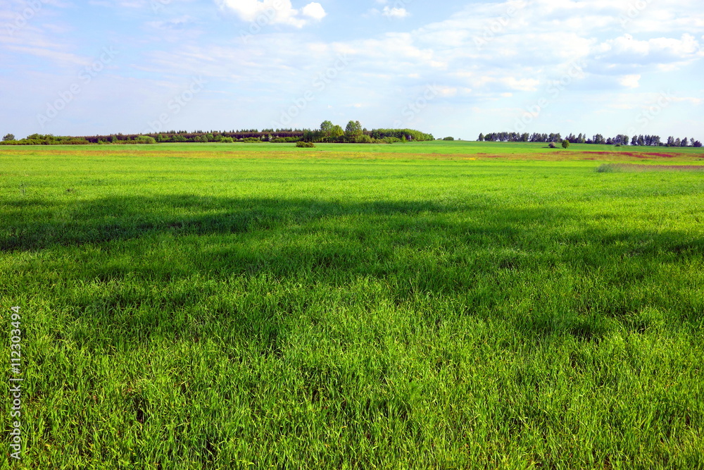 large green farmland area - calm rural landscape