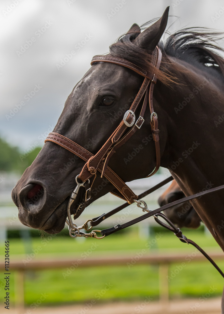 Obraz premium Dark Brown Horse Clean Profile
