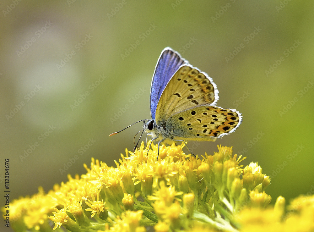 custom made wallpaper toronto digitalFarfalla Plebejus argyrognomon