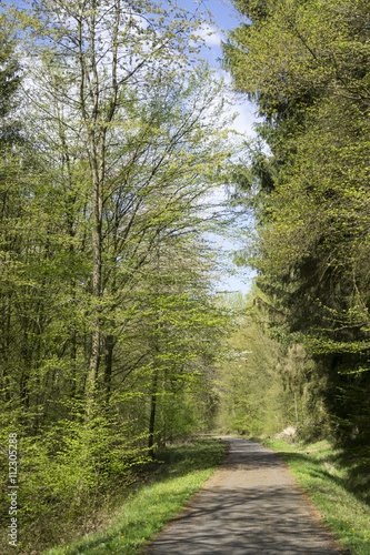 Waldweg im Naturpark Arnsberger Wald  Sauerland  Nordrhein-Westfalen  Deutschland