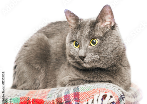 Canvas Print Gray cat on white background