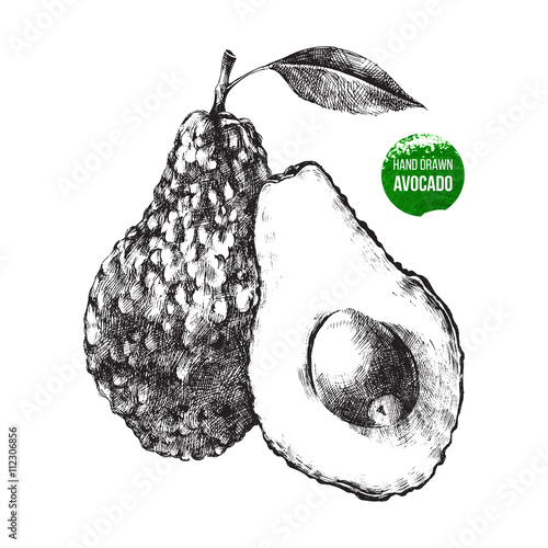 Hand drawn avocado