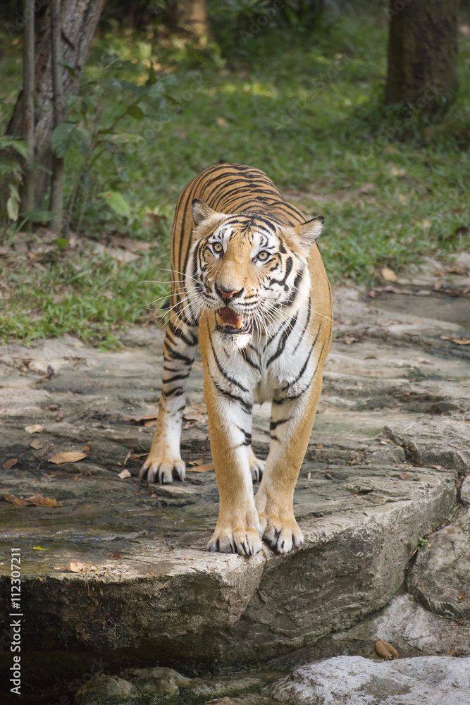 Fototapeta premium Bengal Tiger