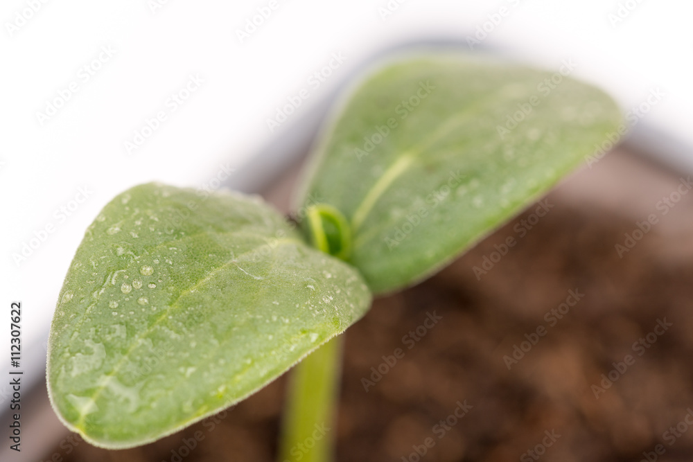 Closeup macro cucumber leaf with water droplets Closeup macro cucumber leaf with water droplets