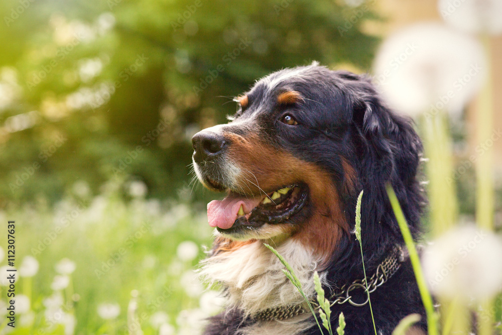 Obraz premium bernese mountain dog