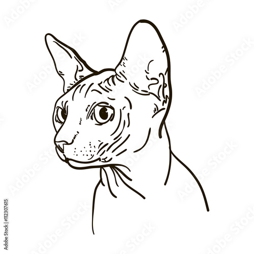 Outline cat sphynx vector illustration. Can be use for logo and