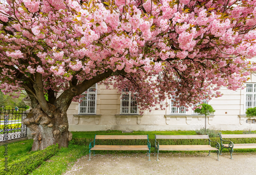 Pink cherry blossom on big tree in public garden, springtime
Pink cherry blossom on big tree in public garden, springtime