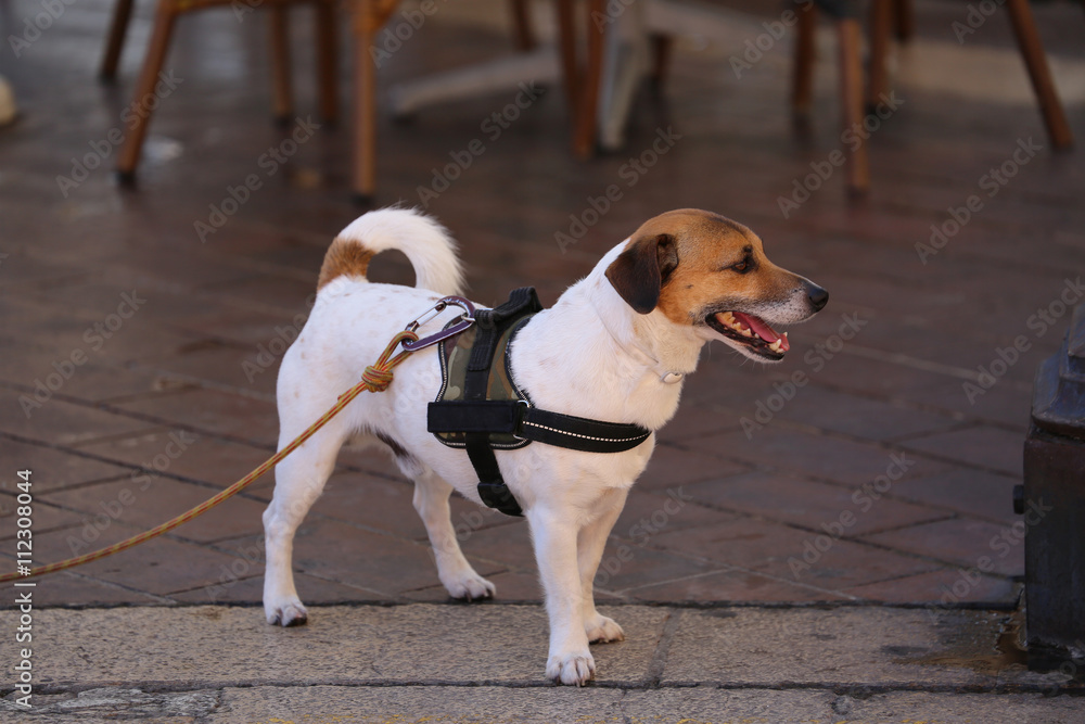 Jack Russell Terrier Wearing Harness